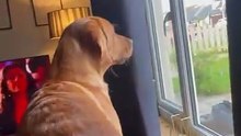 Dog Loses All Control When Its Owner Walks Through the Door|| Heartsome 💖