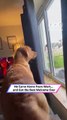 Dog Loses All Control When Its Owner Walks Through the Door|| Heartsome 💖
