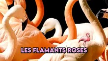 Pourquoi le flamant est rose