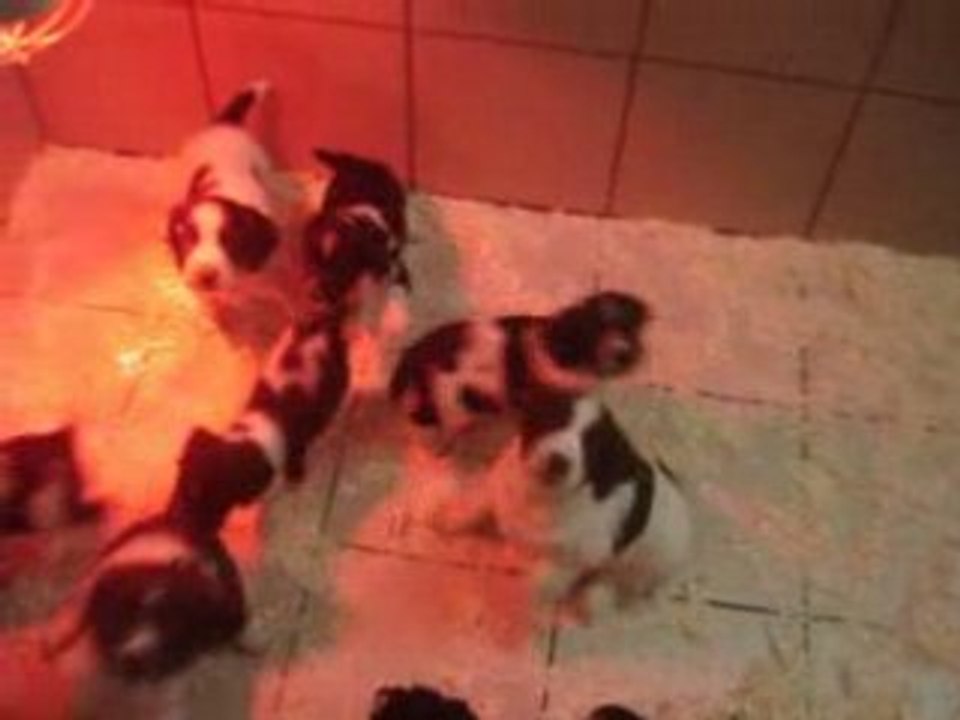 chiots springer spaniel des mille épines