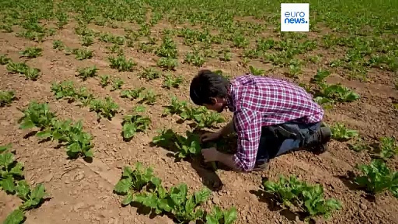 45 Milliarden für Landwirte: Von der Leyens letzter Vorstoß für das Mercosur-Abkommen