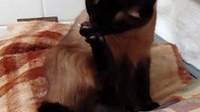 Funny Cat - Time For Manicure :) #cat #funnycats #cutecats #funnyanimals #viralcats #care