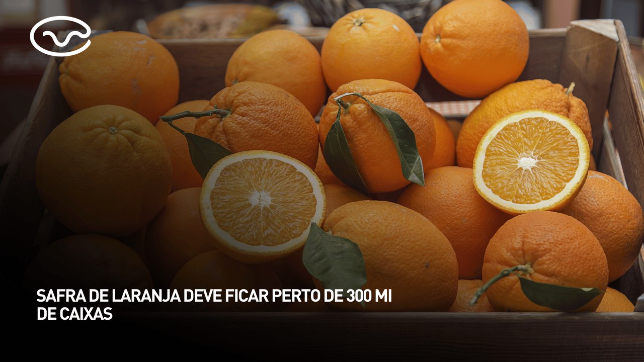 Safra de laranja deve ficar perto de 300 milhões de caixas