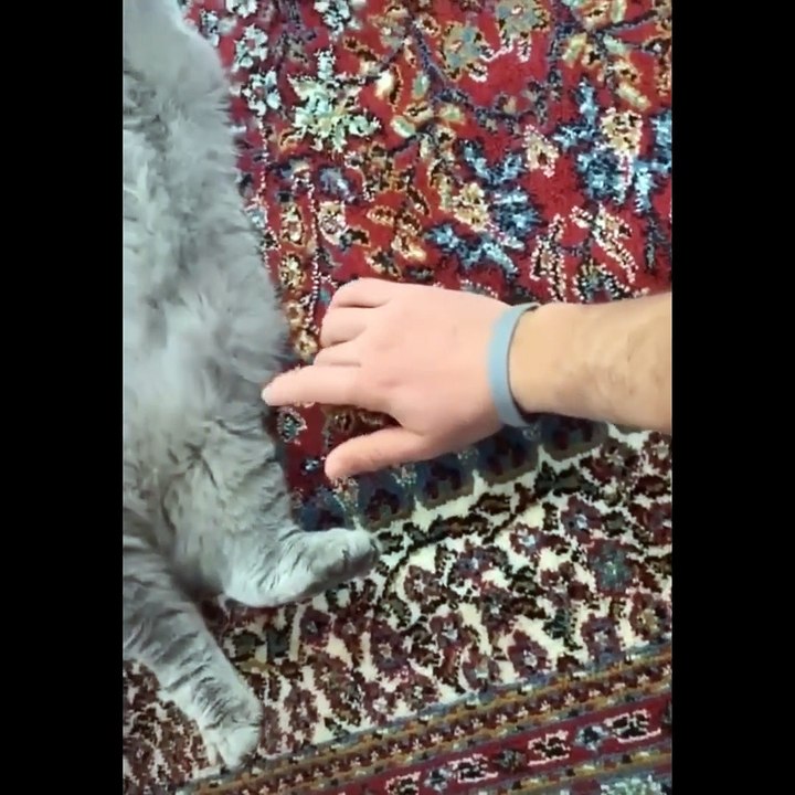 You Will Die of Cuteness! 🥰 Best Funny Animals & Pets Compilation (Try Not To Laugh)