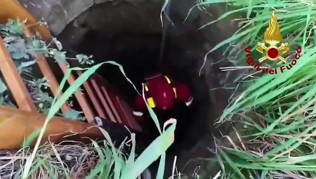 Brindisi: cane cade in un pozzo, salvato in tempo dai Vigili del Fuoco