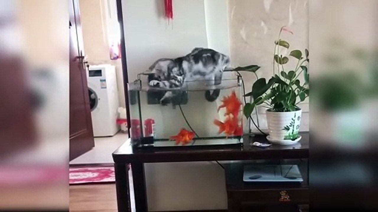 Cuteness Overload! 🥰 Baby Cats & Kittens Doing Funny Things (Best of 2026)