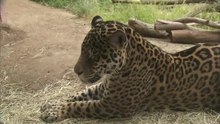 These Two Jaguars Aren’t Getting Along — and It Could Impact Their Chances of Breeding