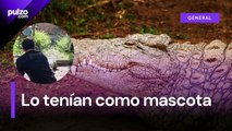 Rescataron a cocodrilo que tenían de mascota en una casa en Palmira, Valle | Pulzo