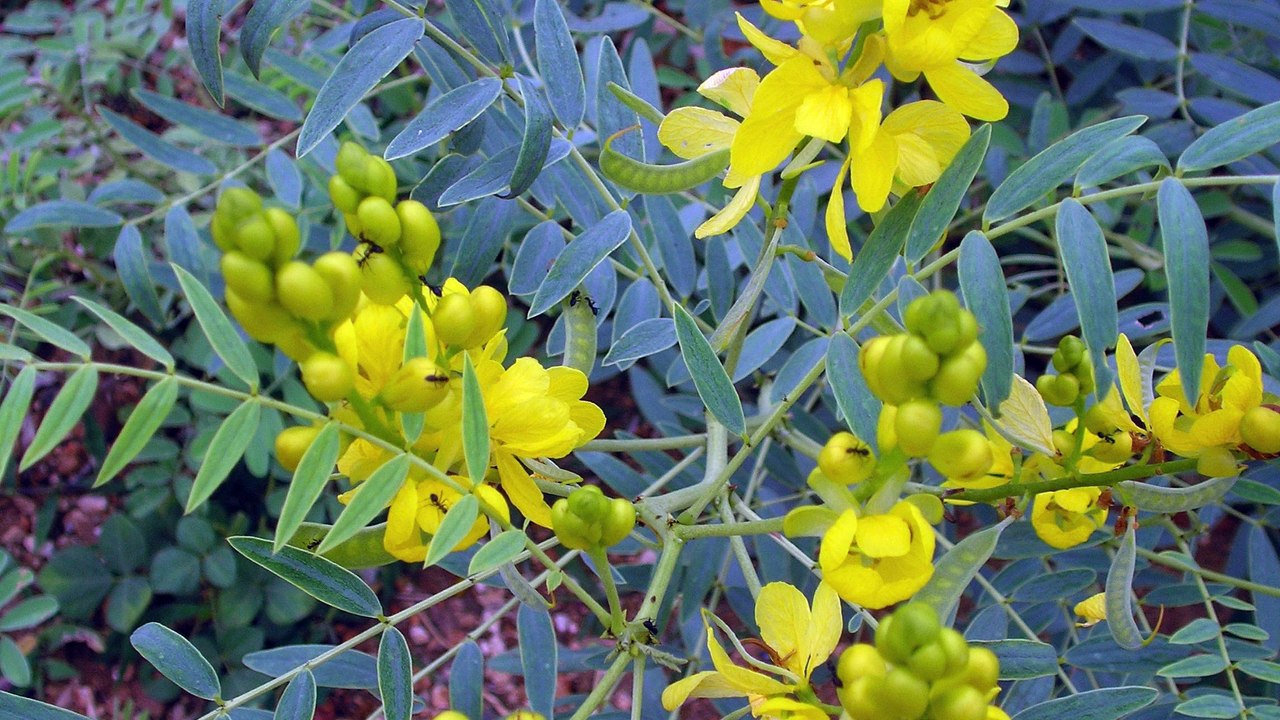 وائد سناء مكة (السنا المكي) 🌿