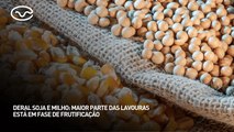 Deral soja e milho: maior parte das lavouras está em fase de frutificação