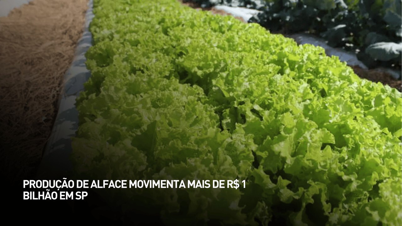 Produção de alface movimenta mais de R$ 1 bilhão em São Paulo