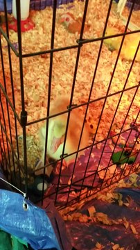 Goose cheeps and chicken cheeps in the morning, what's not to love? | #SparklegleamFarm #Chicken #farm #farmanimals #cute
