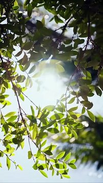 Golden Feather Temptation Game EngSub #ReelShort