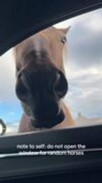 Horse Sneezes Inside Car Window
