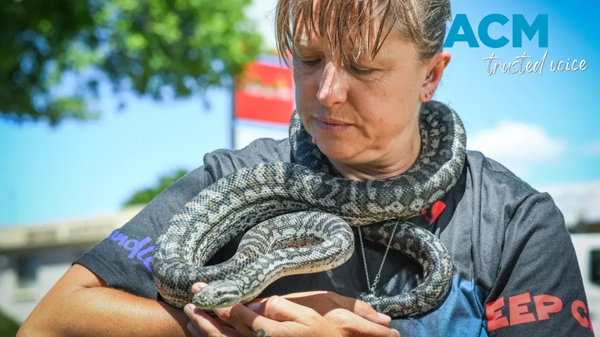 A veteran snake catcher bitten by both a red-bellied black snake and a tiger snake has shared the simple mistake she said often leads Aussies to dangerous reptile encounters.