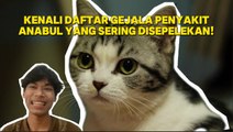 Kenali Gejala Penyakit pada Kucing yang Sering Terabaikan Pemilik
