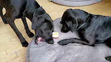 Dogs love their apples