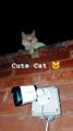 Cute Cat Want to say hi #trending #cat #cute #r