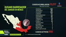 14 estados de la República tienen al menos un caso activo de gusano barrenador del ganado