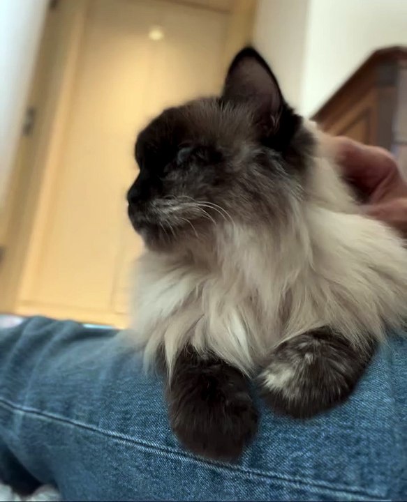 Lap Winnie💕 #seniorfoster