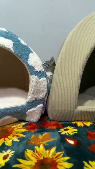 Nimbus thinks her new cloud bed is a trampoline😂☁️💞