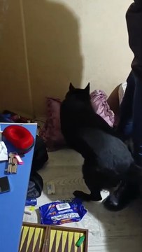 YARATICILIKLARI SINIR TANIMIYOR