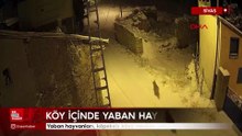 Sivas'ta yaban hayvanları köpeksiz köyü mesken tuttu