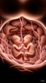 Twin baby inside the womb