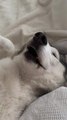 Dog Snores While Sleeping Soundly