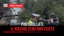 Pini crollati, il rischio zero non esiste