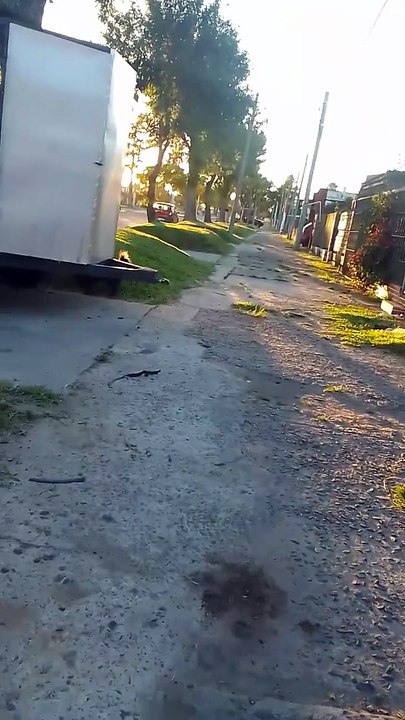 Día de Reyes con los perritos - Tacuarembó 06/01/2026