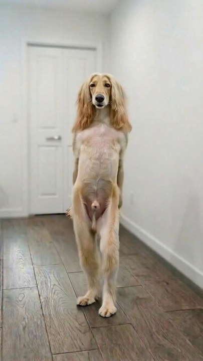 #funvidz #viral #dog #ai