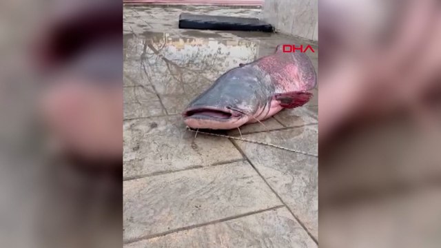 Olta ile nehirden 30 kiloluk balık tuttu