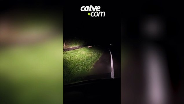 Onça-pintada é flagrada caçando no Parque Nacional do Iguaçu