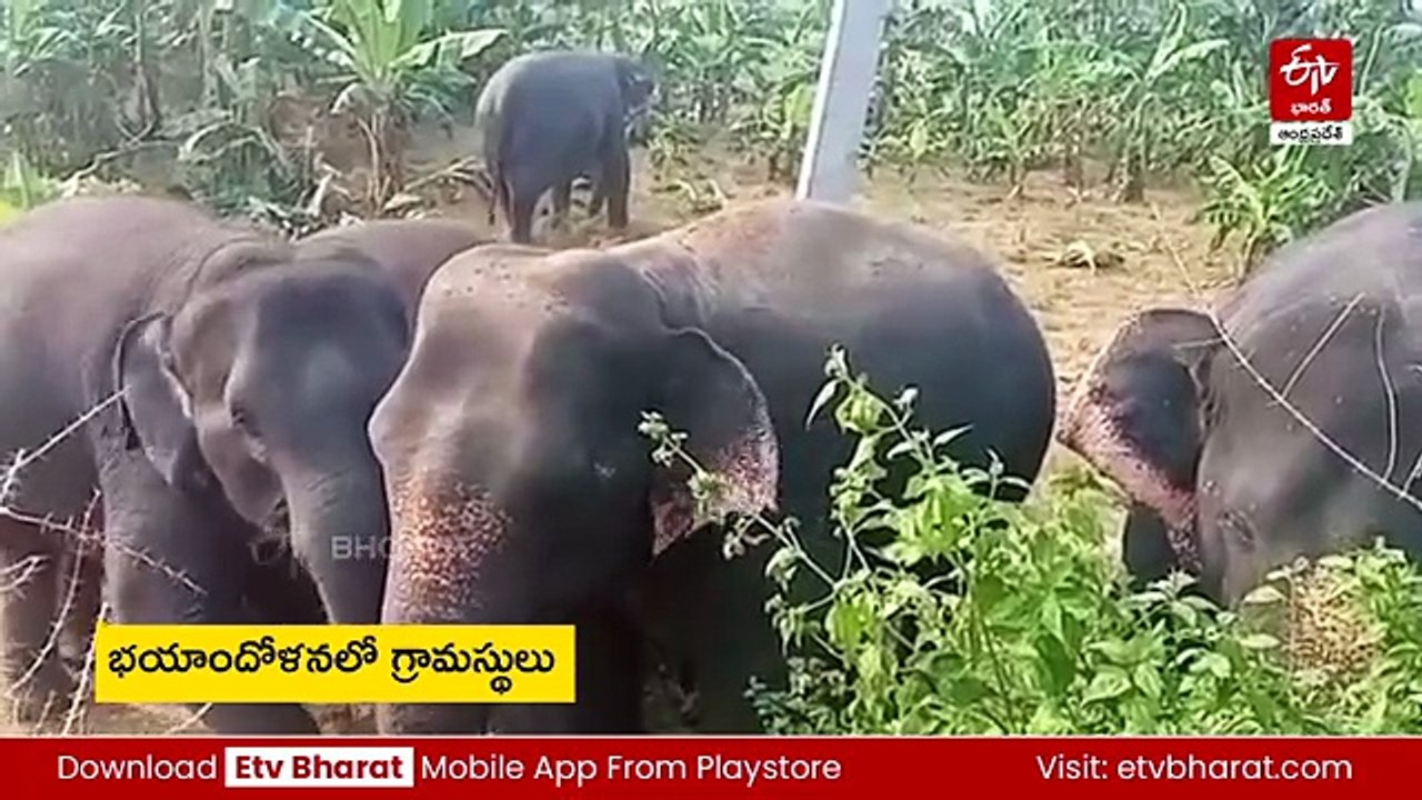 మన్యం జిల్లాలో ఏనుగుల గుంపు హల్​చల్​ - గ్రామస్థుల్లో ఆందోళన