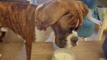 Boxer puppy gets too curious and accidentally blows out a candle flame