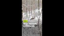 Chevreuils et N118 fermée : la banlieue parisienne figée par la neige