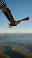 Eagle Stopped at the Last Moment! But Why? 😲🦅The eagle stopped… and did not attack!❓ Was it instinct, mercy, or something else from nature?Watch this cinematic, National Geographic–style AI wildlife video till the end.