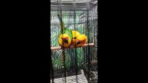 Sun Conure Two Parrot Bird on Hand