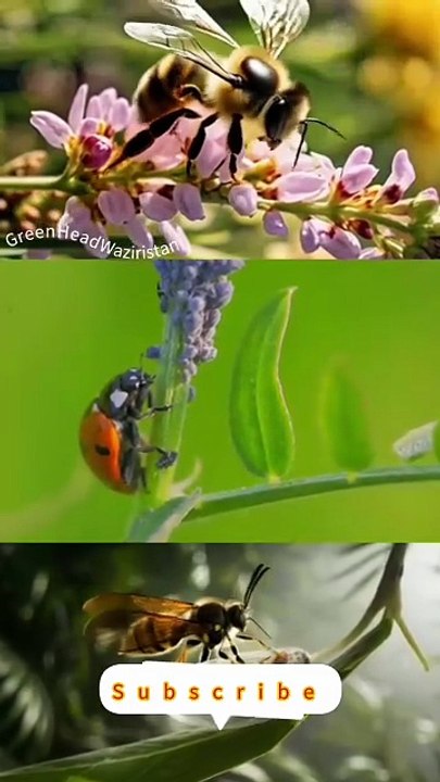 Honey Bees, Ladybugs, Parasite Wasps — The Real Life Avengers!