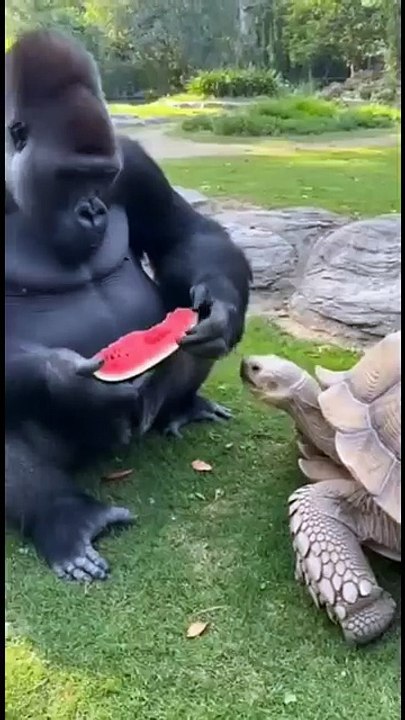 Cute nice animals