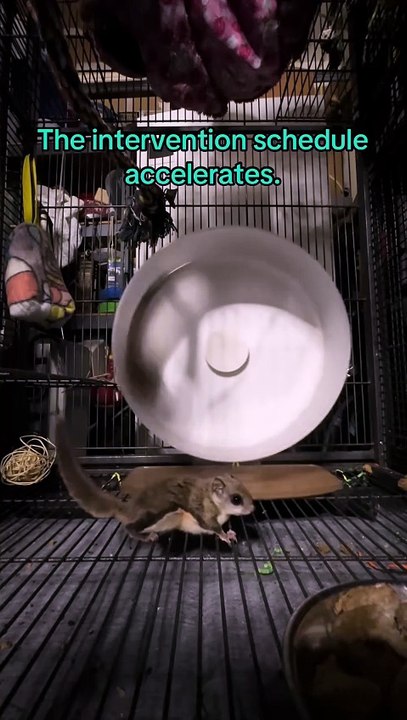 2 écureuils volants dans une Roue
