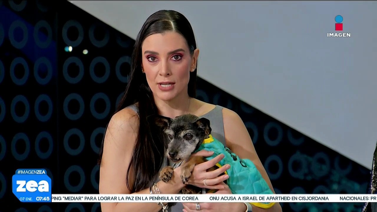 El Refugio Franciscano denuncia desalojo de perritos por parte de las autoridades