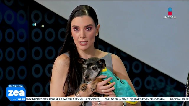 El Refugio Franciscano denuncia desalojo de perritos por parte de las autoridades