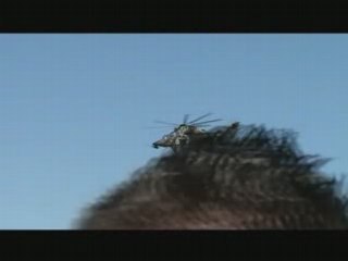 Tigre au meeting d'Orange 18-05-2008