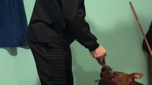 Agozzino Alfredo gioca con il suo pitbull