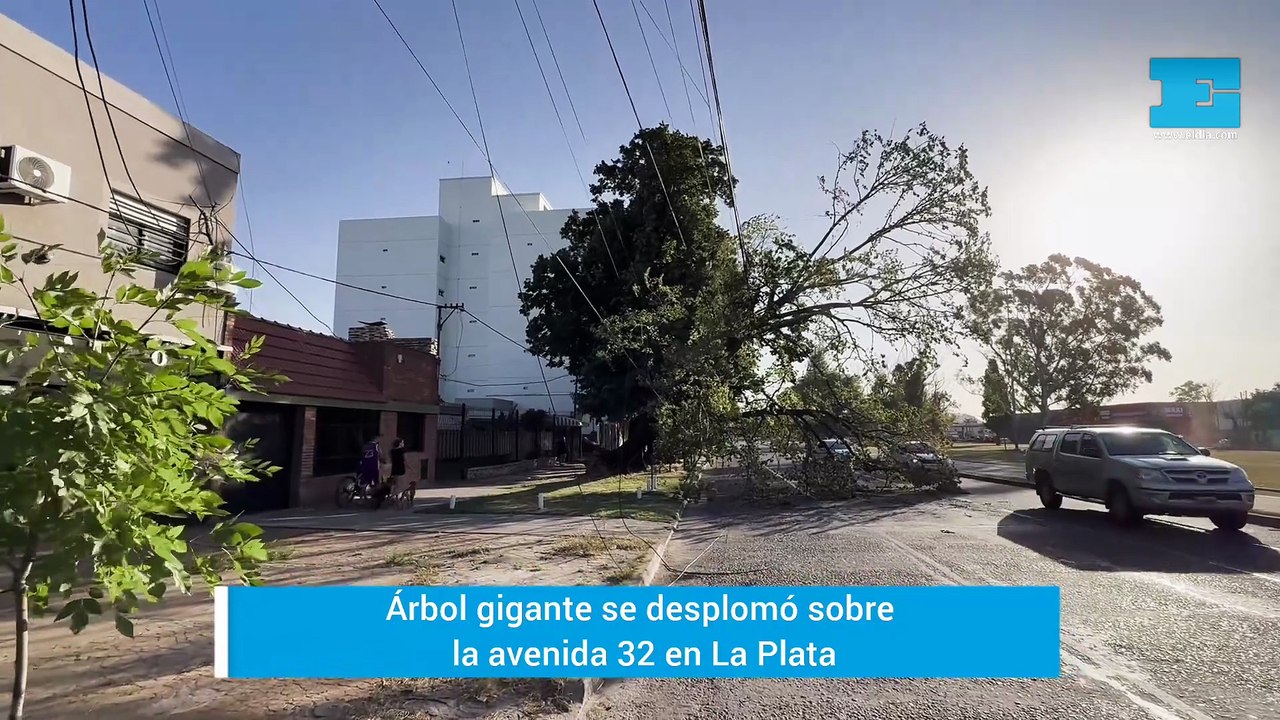 Un árbol se desplomó en plena av. 32