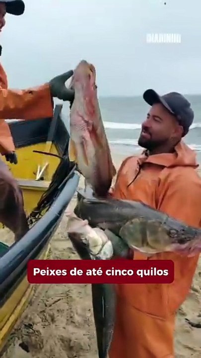 Robalos de lombo grande são capturados no litoral