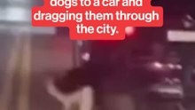 Man ties two dogs to the back of his car and drags them through Queens.