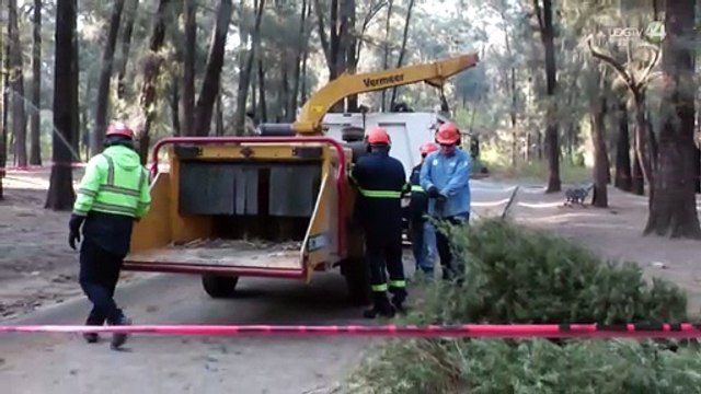 Inicia campaña metropolitana de acopio de árboles navideños naturales 2026 en el AMG